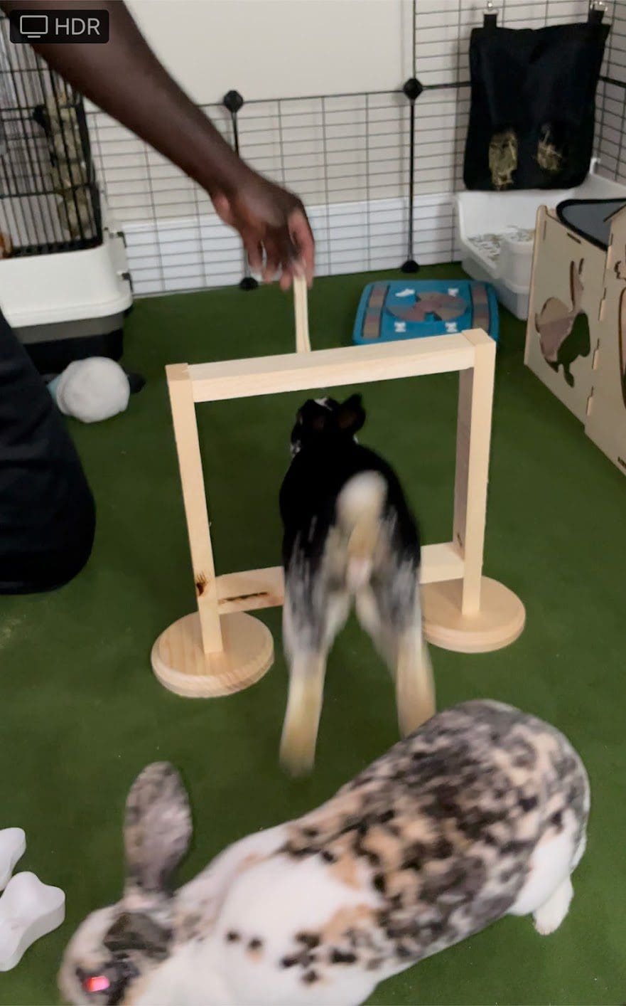 Rabbit Agility and Jumping Box Hoop